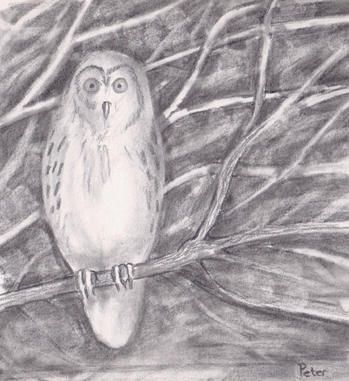 Winter Owl by Glandarius